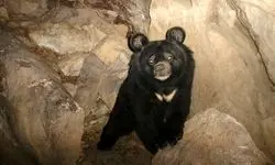 حمله دوباره خرس سیاه آسیایی به دام‌های روستایی