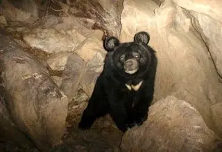 حمله دوباره خرس سیاه آسیایی به دام‌های روستایی