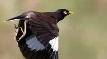 نسل پرندگانی که منقرض می‌‌شود
