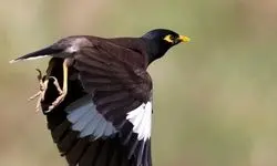 نسل پرندگانی که منقرض می‌‌شود