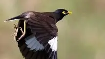 نسل پرندگانی که منقرض می‌‌شود