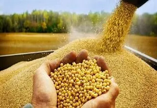 برگزاری نشست بررسی علت التهاب در بازار نهاده‌های دامی و نارضایتی دامداران 