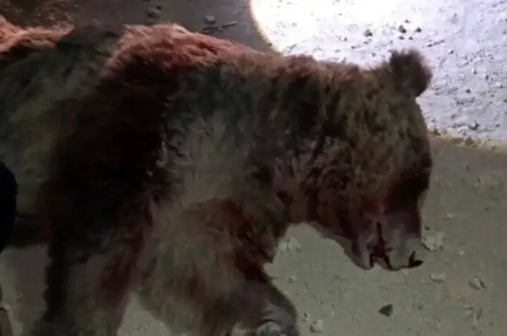 تلف شدن یک قلاده خرس قهوه ای بر اثر تصادف با پراید