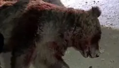 تلف شدن یک قلاده خرس قهوه ای بر اثر تصادف با پراید