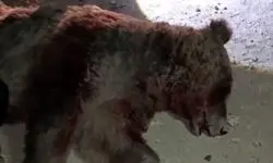 تلف شدن یک قلاده خرس قهوه ای بر اثر تصادف با پراید