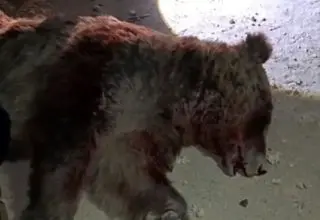 تلف شدن یک قلاده خرس قهوه ای بر اثر تصادف با پراید