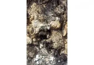 قتل و پنهان‌سازی جسد سوخته دختر 29 ساله در مشهد 