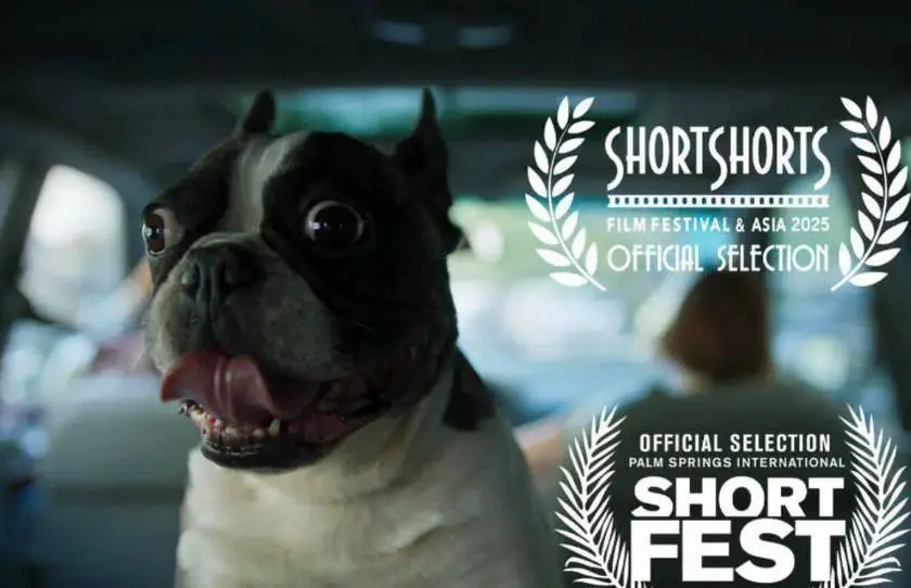 فیلم «گوسفند» به جشنوارههای پالم اسپرینگز و Short Shorts راه یافت