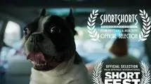 فیلم «گوسفند» به جشنواره‌های پالم اسپرینگز و Short Shorts راه یافت