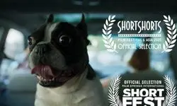 فیلم «گوسفند» به جشنواره‌های پالم اسپرینگز و Short Shorts راه یافت