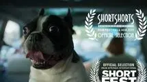 فیلم «گوسفند» به جشنواره‌های پالم اسپرینگز و Short Shorts راه یافت
