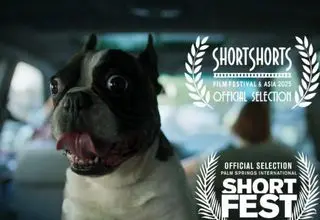 فیلم «گوسفند» به جشنواره‌های پالم اسپرینگز و Short Shorts راه یافت