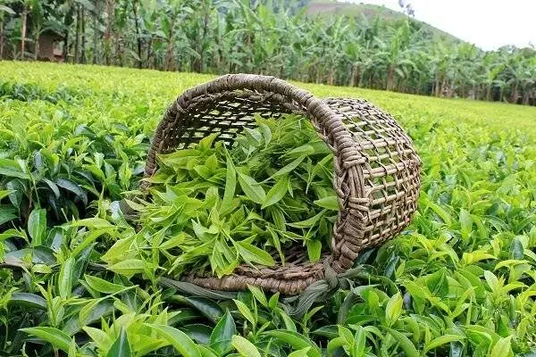 ۶۰ درصد سهم کارخانجات بابت خرید برگ سبز چای پرداخت شد