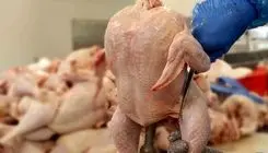 قیمت مرغ در سطح شهر  بین ۱۹۰ تا ۲۱۰ هزار تومان