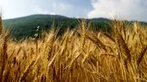تمام منابع مورد نیاز برای خرید گندم فراهم است