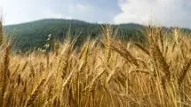 تمام منابع مورد نیاز برای خرید گندم فراهم است