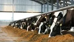 خطر کمبود گوشت و لبنیات به بازار رسید