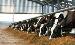 خطر کمبود گوشت و لبنیات به بازار رسید