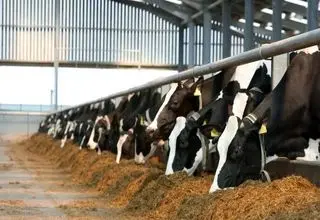 خطر کمبود گوشت و لبنیات به بازار رسید