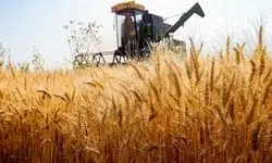 نرخ خرید تضمینی گندم بیش از ۴۰ هزار تومان خواهد بود