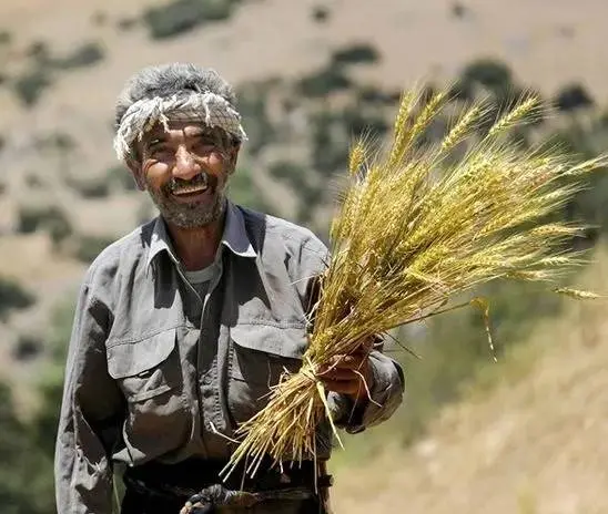 دولت به وعدهاش عمل کرد | دستور واریز مطالبات گندمکاران صادر شد