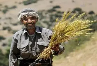 دولت به وعده‌اش عمل کرد | دستور واریز مطالبات گندمکاران صادر شد