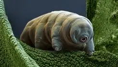 تاردیگرید جان سخت ترین موجود در جهان