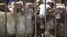 توان تولید بیش از یک میلیون تن گوشت قرمز در کشور وجود دارد