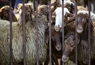 توان تولید بیش از یک میلیون تن گوشت قرمز در کشور وجود دارد