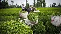 آغاز برداشت برگ سبز چای از هفته اول اردیبهشت؛ افزایش نرخ تا 72 درصد