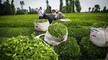 آغاز برداشت برگ سبز چای از هفته اول اردیبهشت؛ افزایش نرخ تا 72 درصد