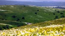 جنگل فندقلو؛ نگین سرسبز اردبیل زیر سایه مه و فندق