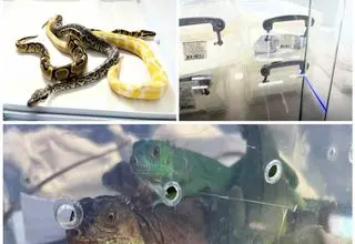 کشف ۱۳ گونه غیرمجاز حیات ‌وحش در یکی از آکواریوم ‌فروشی‌های تهران