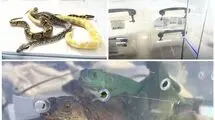 کشف ۱۳ گونه غیرمجاز حیات ‌وحش در یکی از آکواریوم ‌فروشی‌های تهران