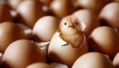 عرضه گوشت مرغ روند افزایشی می‌گیرد