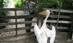 «پلیکان»؛ همزیستی مسالمت آمیز انسان و پرنده/ این ماجرای شاعرانه واقعی است