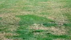 بازی روی مین؛ استقلال و پادیاب قربانی چمن‌ بی‌کیفیت تختی