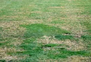 بازی روی مین؛ استقلال و پادیاب قربانی چمن‌ بی‌کیفیت تختی