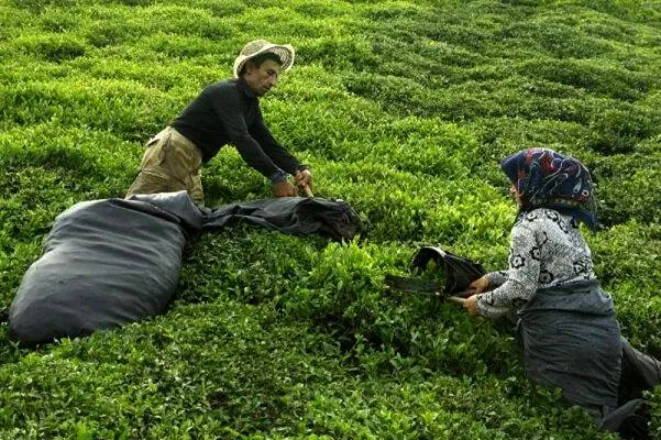 خریداری  ۹۷ هزار و ۹۵۵ تن برگ سبز چای از چایکاران