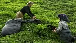 خریداری  ۹۷ هزار و ۹۵۵ تن برگ سبز چای از چای‌کاران