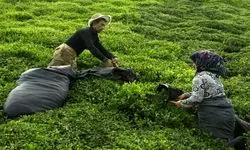خریداری  ۹۷ هزار و ۹۵۵ تن برگ سبز چای از چای‌کاران