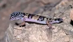 مشاهده گکوی پلنگی ترکمنی در ذخیره‌گاه توران شاهرود