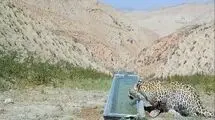 مشاهده یک قلاده پلنگ در ارتفاعات فیروزکوه+ عکس