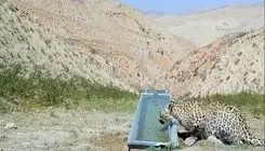 مشاهده یک قلاده پلنگ در ارتفاعات فیروزکوه+ عکس