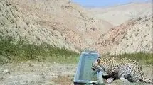 مشاهده یک قلاده پلنگ در ارتفاعات فیروزکوه+ عکس