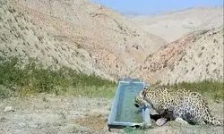 مشاهده یک قلاده پلنگ در ارتفاعات فیروزکوه+ عکس