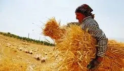 دهقانان ایرانی شریف و نحیف