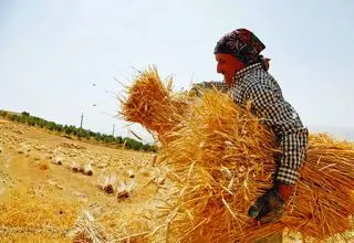 دهقانان ایرانی شریف و نحیف