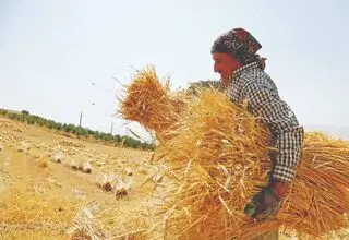 دهقانان ایرانی شریف و نحیف