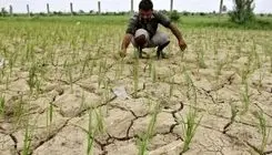 تسویه بدهی‌های صندوق بیمه کشاورزی  تا پایان سال ۱۴۰۳ ؛ پرداخت غرامت به کشاورزان زیان‌دیده